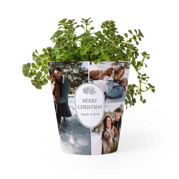 Flower Pot Flower Pot