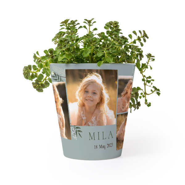 Flower Pot Flower Pot