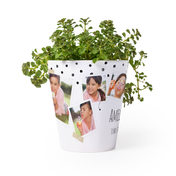 Flower Pot Flower Pot