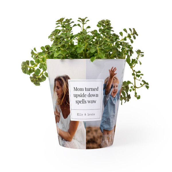 Flower Pot Flower Pot