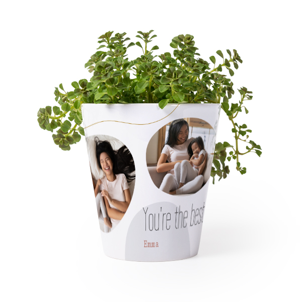 Flower Pot