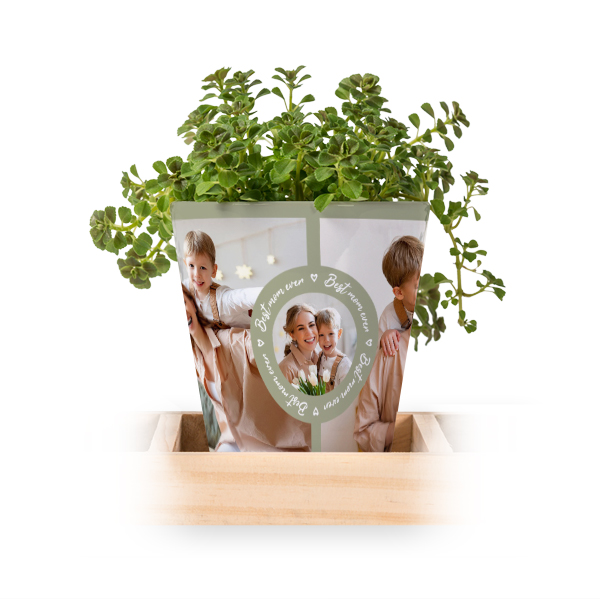 Lot de 3 pots avec plateau Lot de 3 pots avec plateau