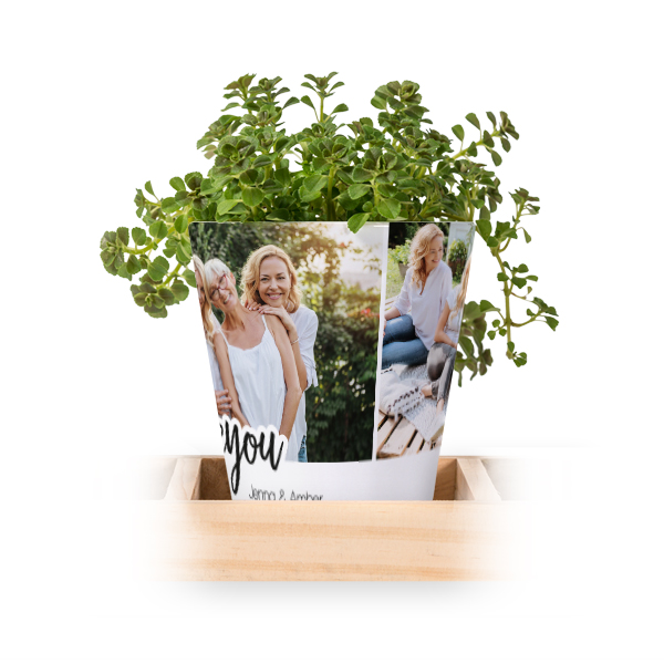 Blomkruka (Set om 3)