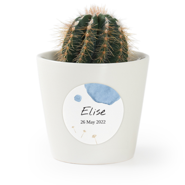 Plant Pot with Sticker - Set of 12