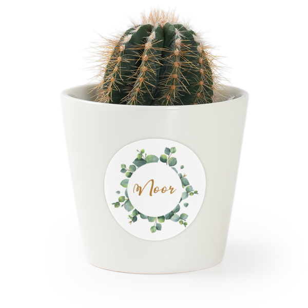 Plant Pot with Sticker - Set of 12