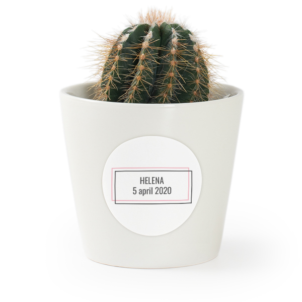 Plant Pot with Sticker - Set of 12