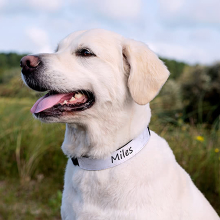 Hundhalsband M 2 cm